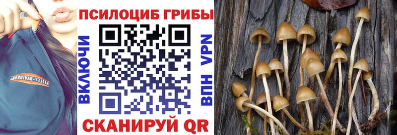 где продают наркотики Павловский Посад Псилоцибиновые грибы MAGIC MUSHROOMS
